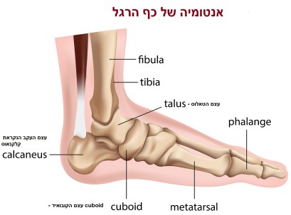 תרשים שמתאר את מבנה כף הרגל